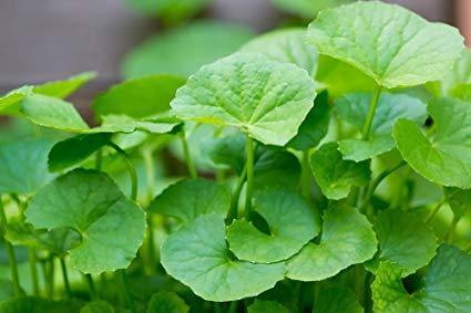 Ingredient Spotlight: Gotu Kola Unlocks The Fountain Of Youth